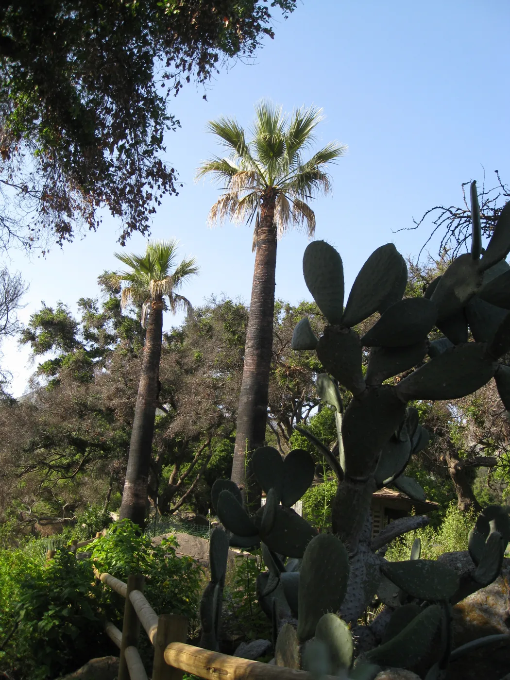 Palms in Desert Section one year after Jesusita Fire