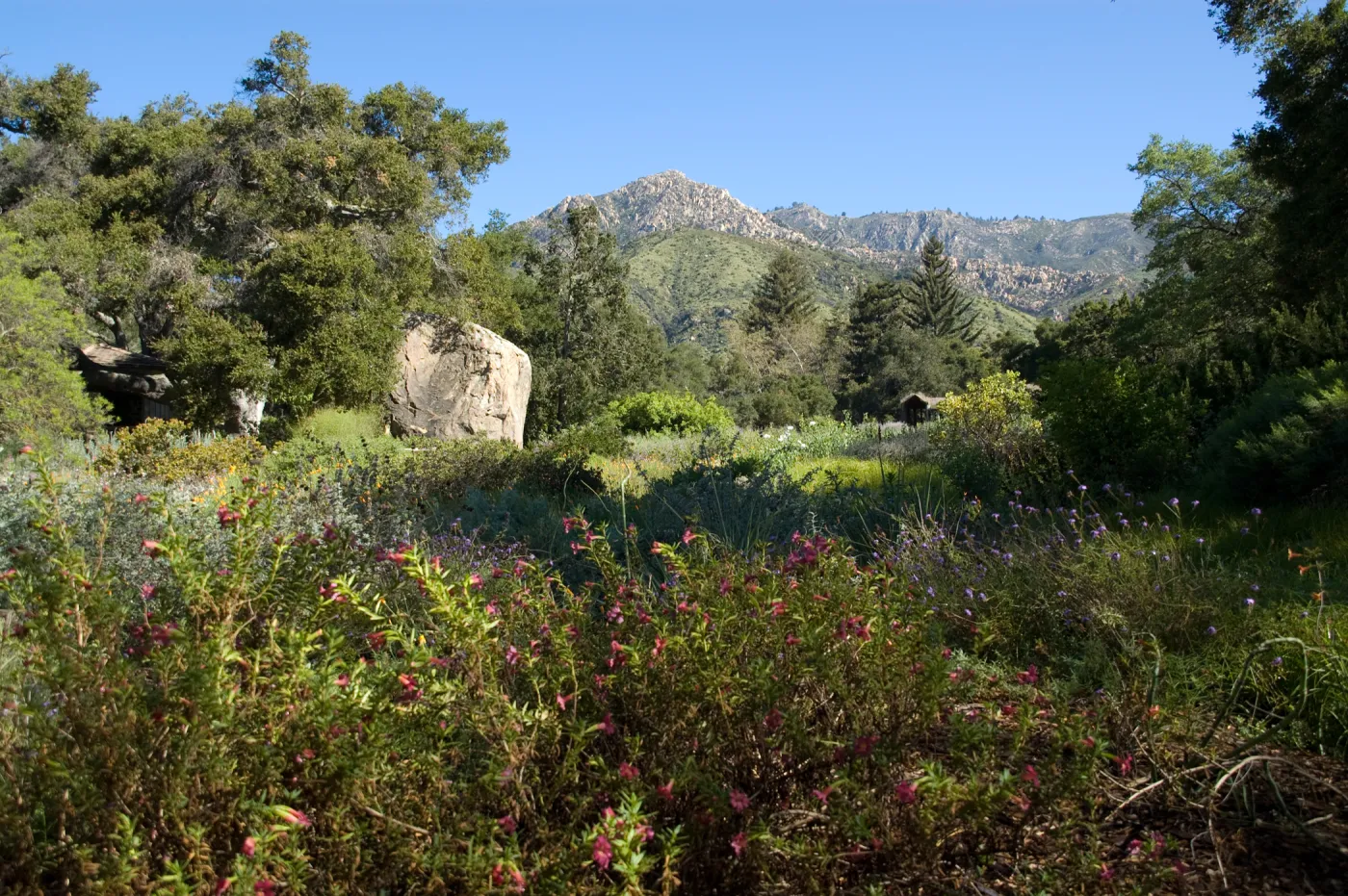 Meadow with view to La Cumbre Peak, SBBG 2 years after the Jesusita Fire