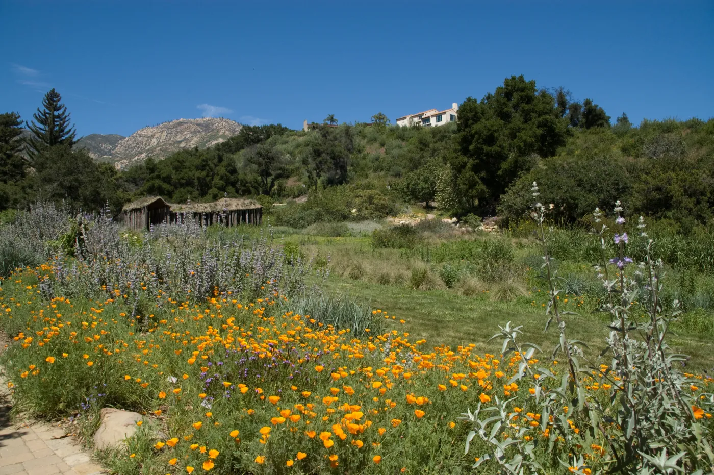 Herb Parker structure in the Meadow with wildflowers, SBBG 2 years after the Jesusita Fire