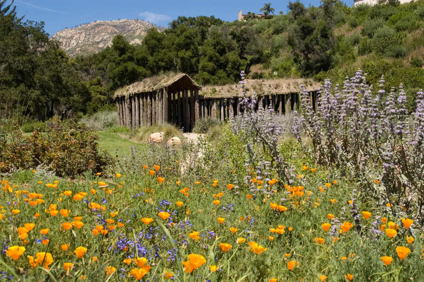 Herb Parker structure in the Meadow with wildflowers, SBBG 2 years after the Jesusita Fire