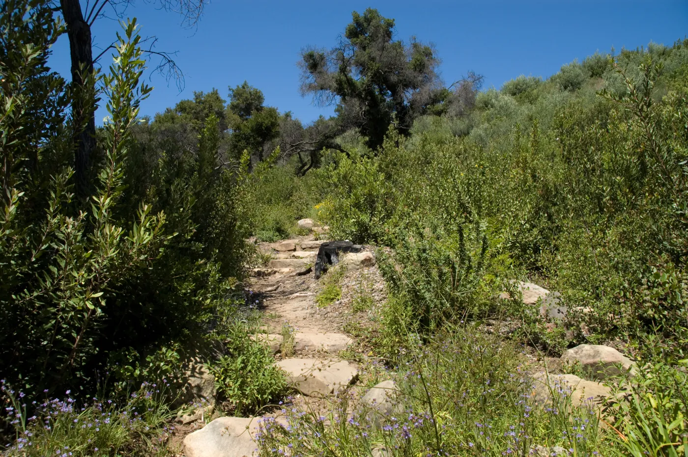 Woodland Trail, SBBG 2 years after the Jesusita Fire