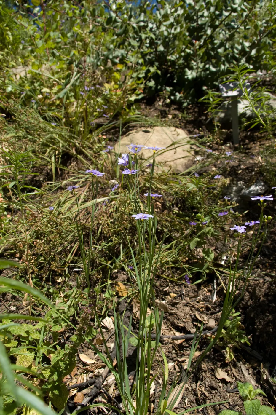 post fire vegetation, Woodland Trail slope above the Redwood Section, SBBG 2 years after the Jesusita Fire