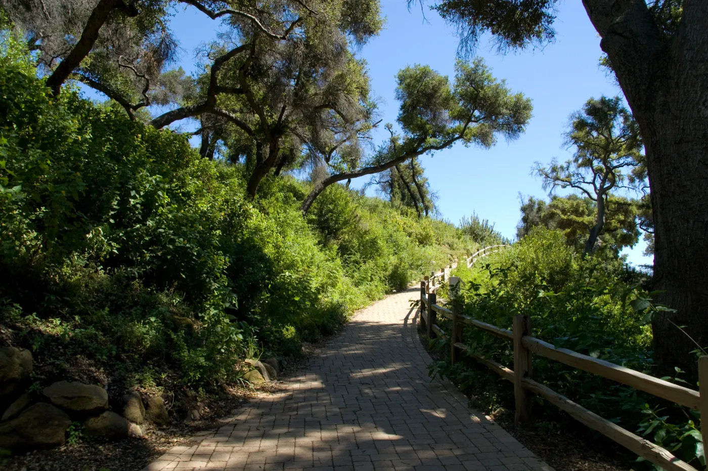 path leading up to the Meadow from the Redwood Section, Woodland Section on the left, SBBG 2 years after the Jesusita Fire