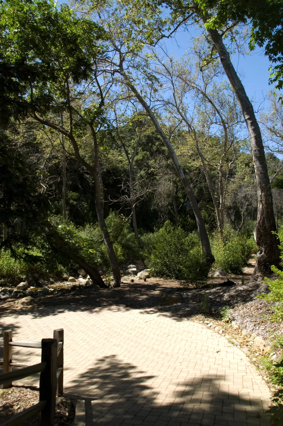 base of path to the Redwood Section, SBBG 2 years after the Jesusita Fire