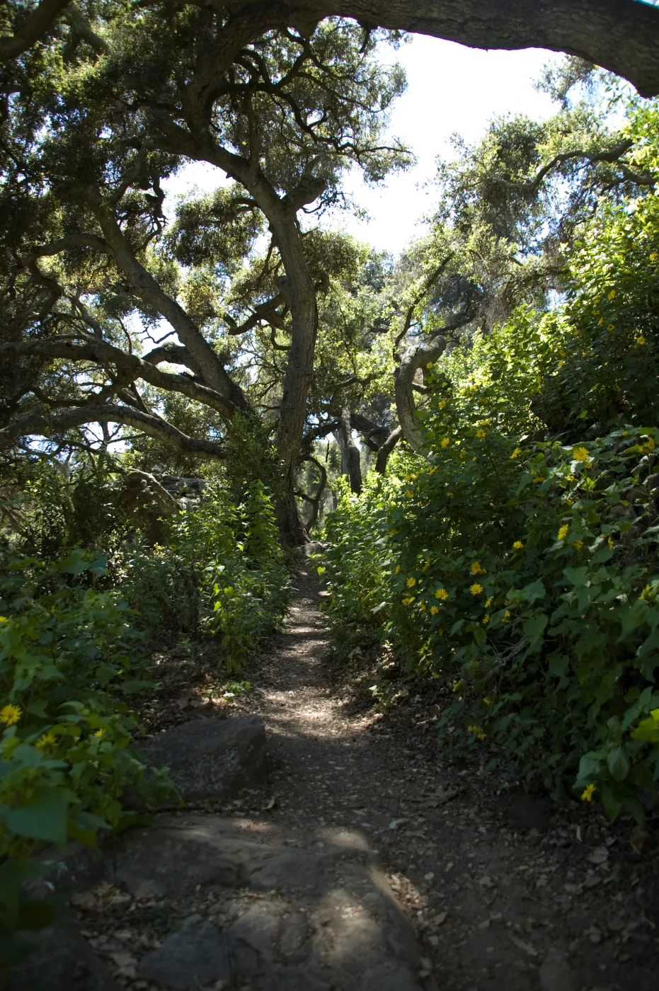 north end of Pritchett Trail (heading westerly), SBBG 2 years after the Jesusita Fire