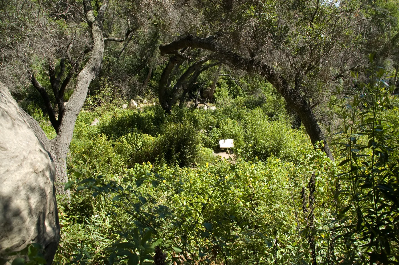 view to the spiral bench in the Canyon from the Pritchett Trail, SBBG 2 years after the Jesusita Fire