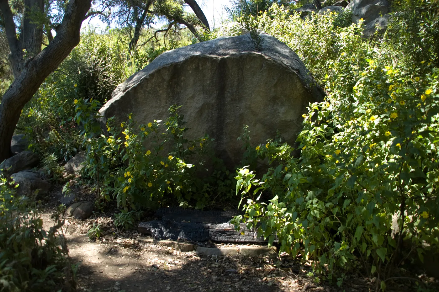Canyon sunflower surrounds burned wood bench and boulder on the Pritchett Trail, SBBG 2 years after the Jesusita Fire