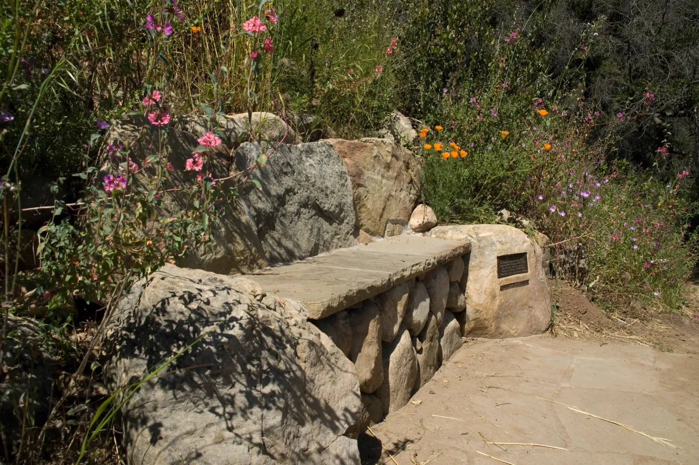 new stone bench with wildflowers on the Pritchett Trail, SBBG 2 years after the Jesusita Fire