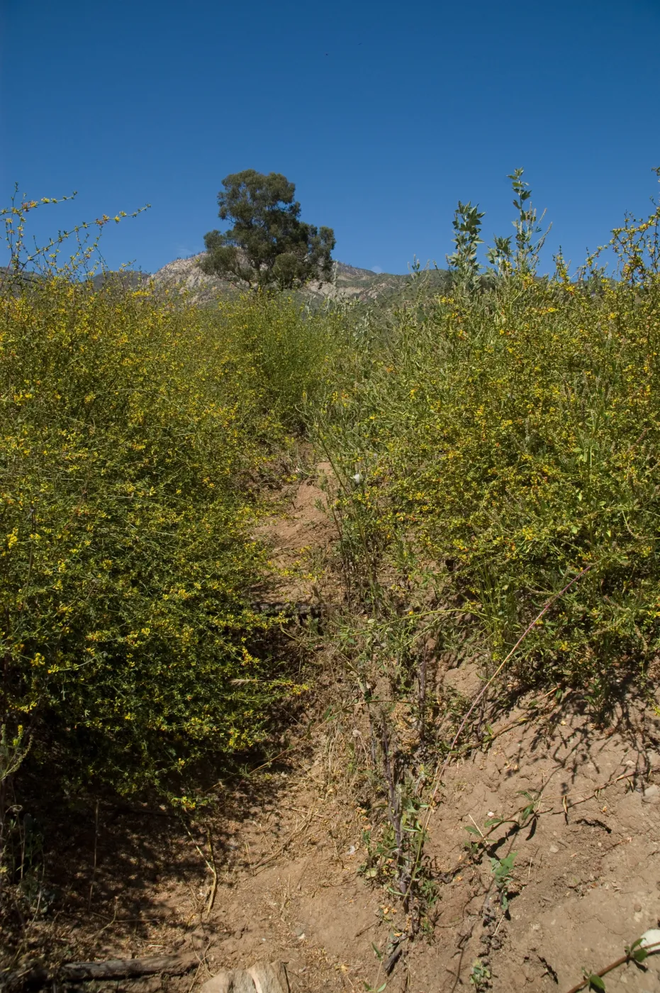 post fire vegetation, Pritchett Trail path to the Tunnel Road gate, SBBG 2 years after the Jesusita Fire