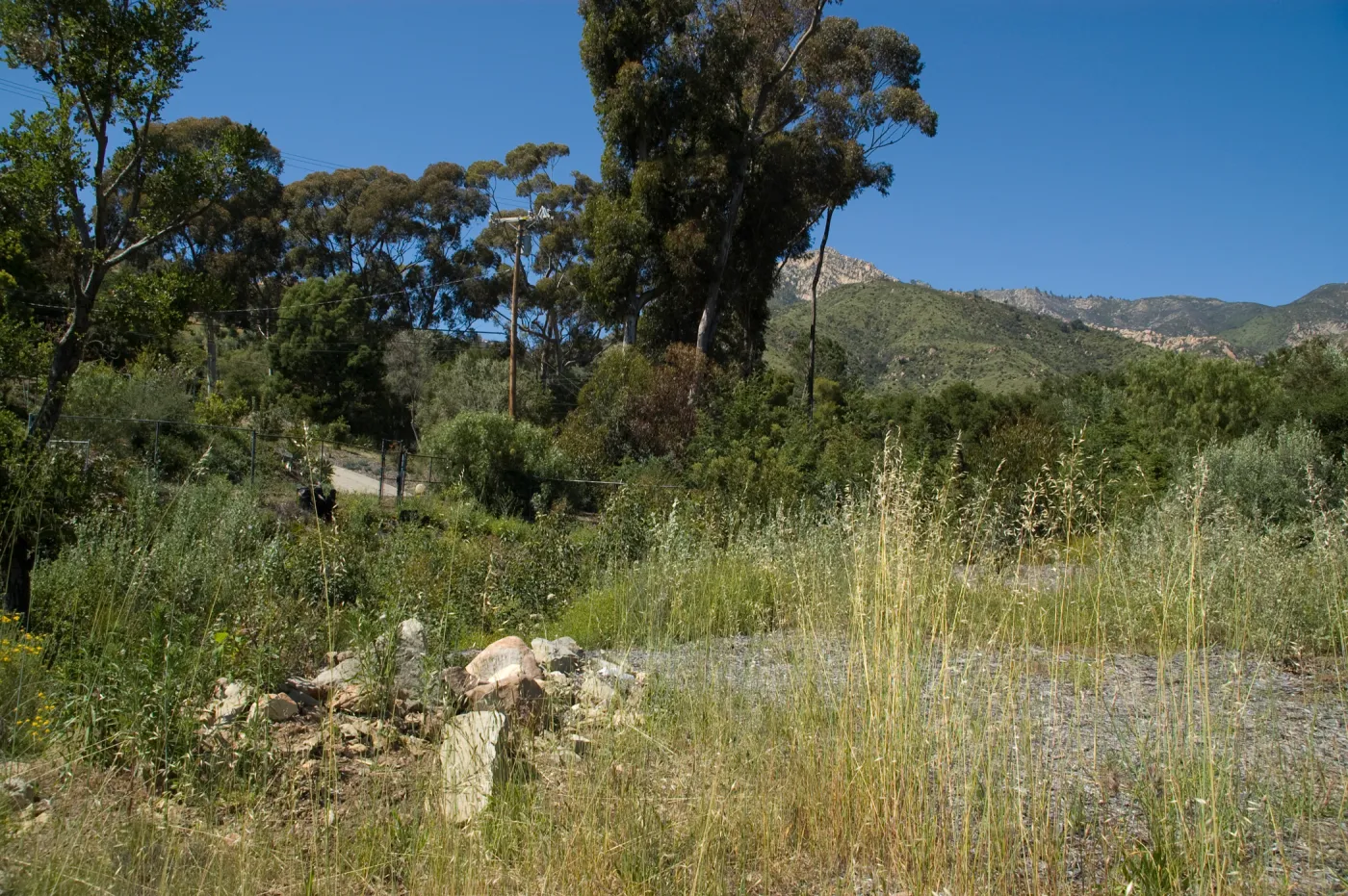 post-fire vegetation, Pritchett Trail path to the upper Tunnel Road gate, SBBG 2 years after the Jesusita Fire