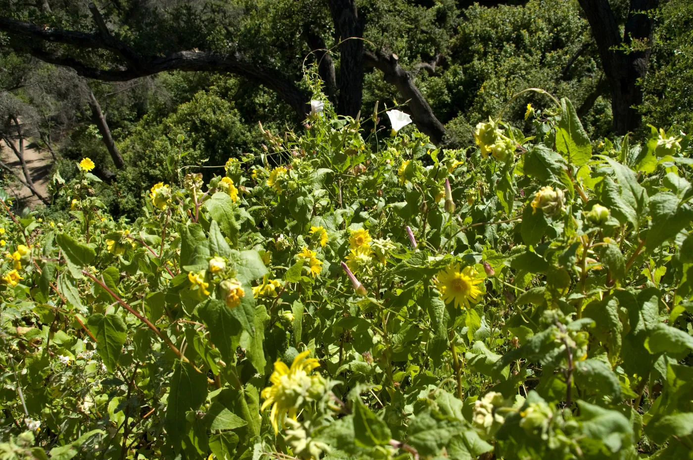 wildflowers on the Pritchett Trail, SBBG 2 years after the Jesusita Fire