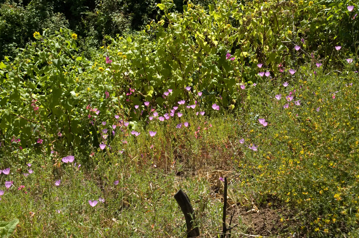 wildflowers on the Pritchett Trail, SBBG 2 years after the Jesusita Fire