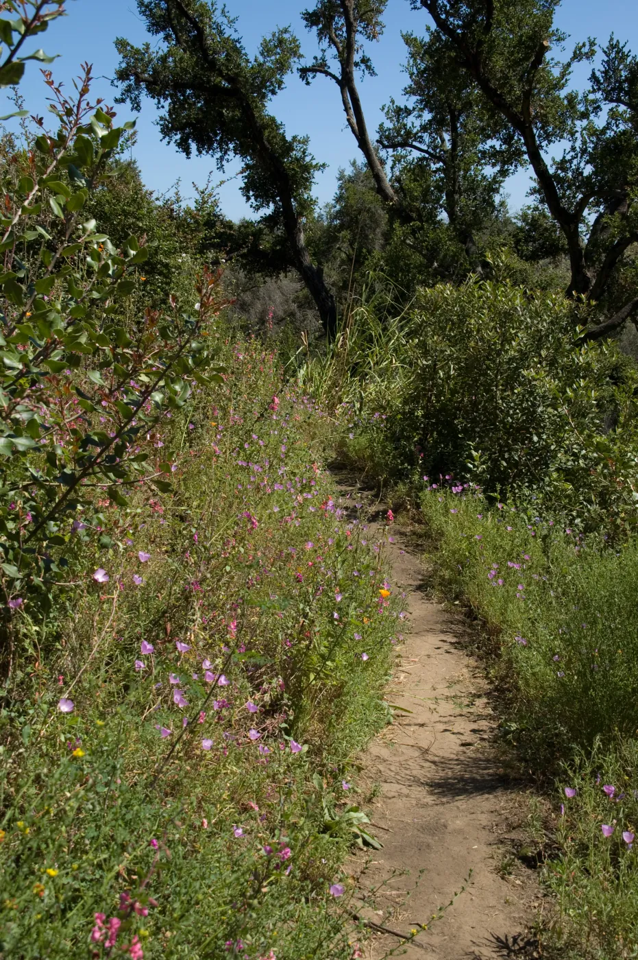 wildflowers on the Pritchett Trail, SBBG 2 years after the Jesusita Fire