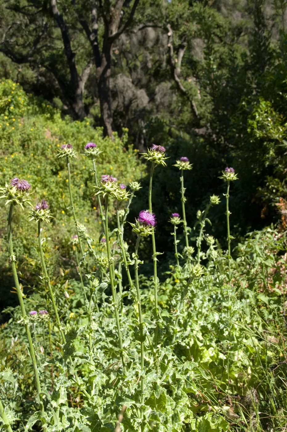 wildflowers on the Pritchett Trail, SBBG 2 years after the Jesusita Fire