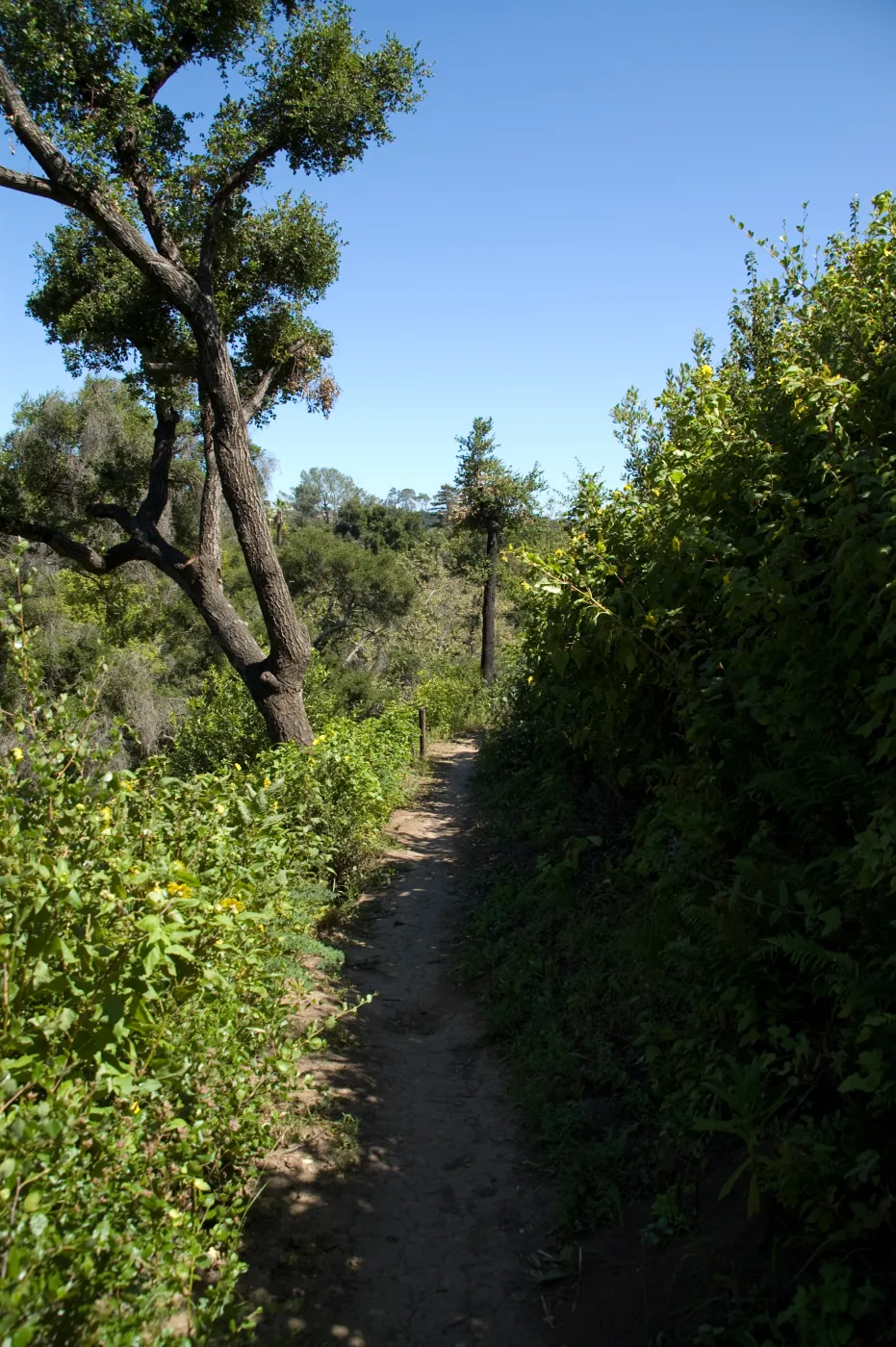 burned wood bench site with view into the Canyon from Pritchett Trail, SBBG 2 years after the Jesusita Fire