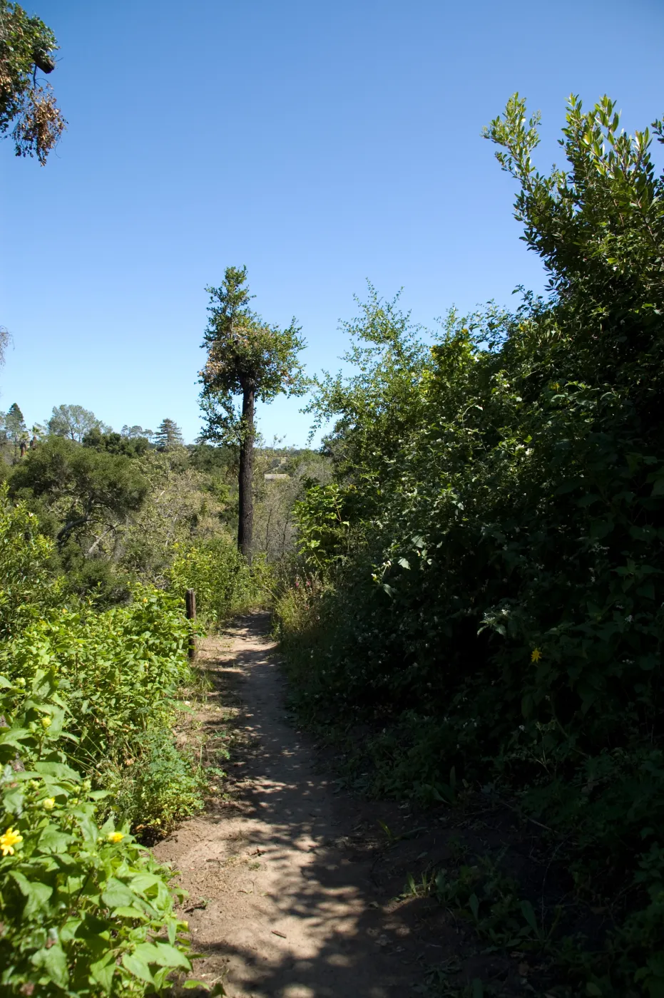 burned wood bench site with view into the Canyon from Pritchett Trail, SBBG 2 years after the Jesusita Fire
