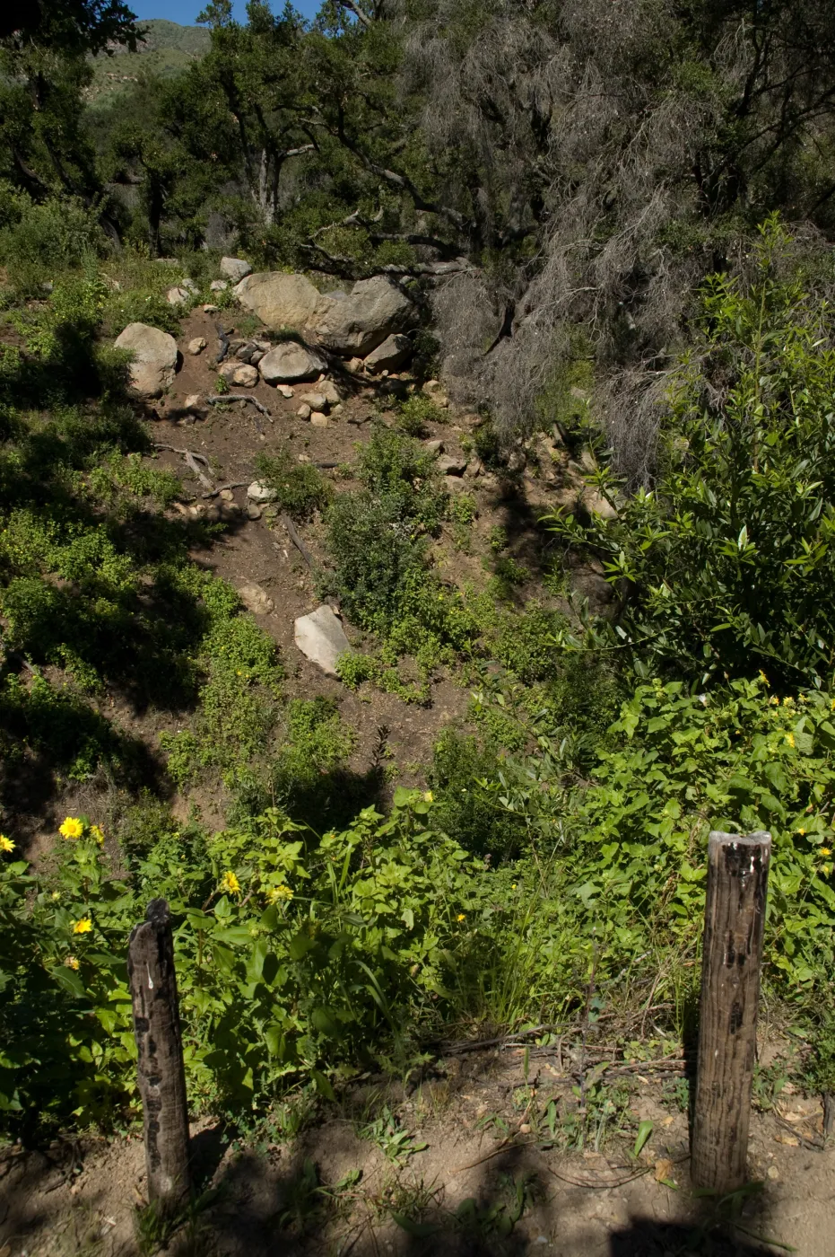wood bench location with view into the Canyon from Pritchett Trail, SBBG 2 years after the Jesusita Fire