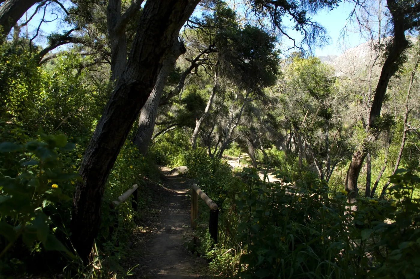 Pritchett Trail, SBBG 2 years after the Jesusita Fire