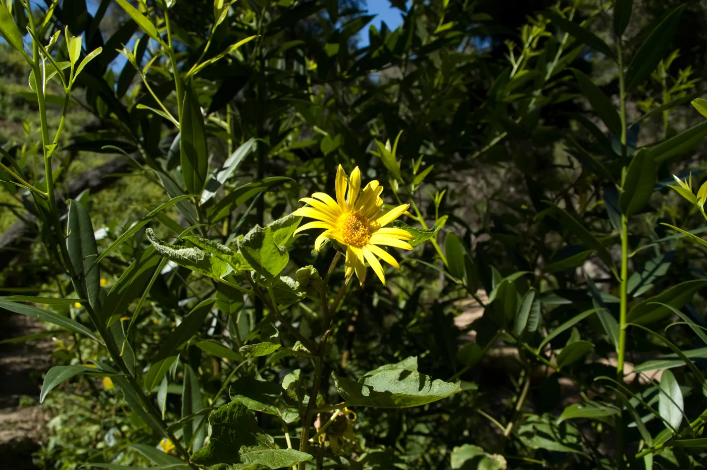 Canyon sunflower in bloom, SBBG 2 years after the Jesusita Fire