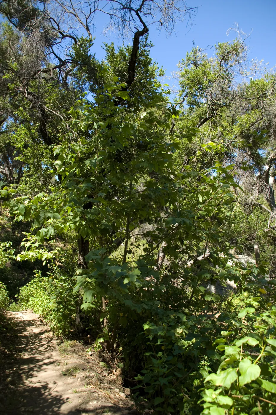 Sycamore stump sprouts at the base of the Pritchett Trail, SBBG 2 years after the Jesusita Fire