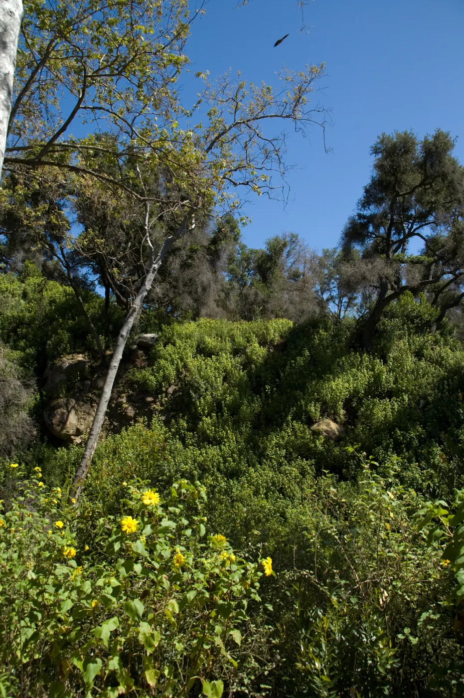 view from the Canyon Trail up to the Picnic Area on the Campbell Trail, SBBG 2 years after the Jesusita Fire