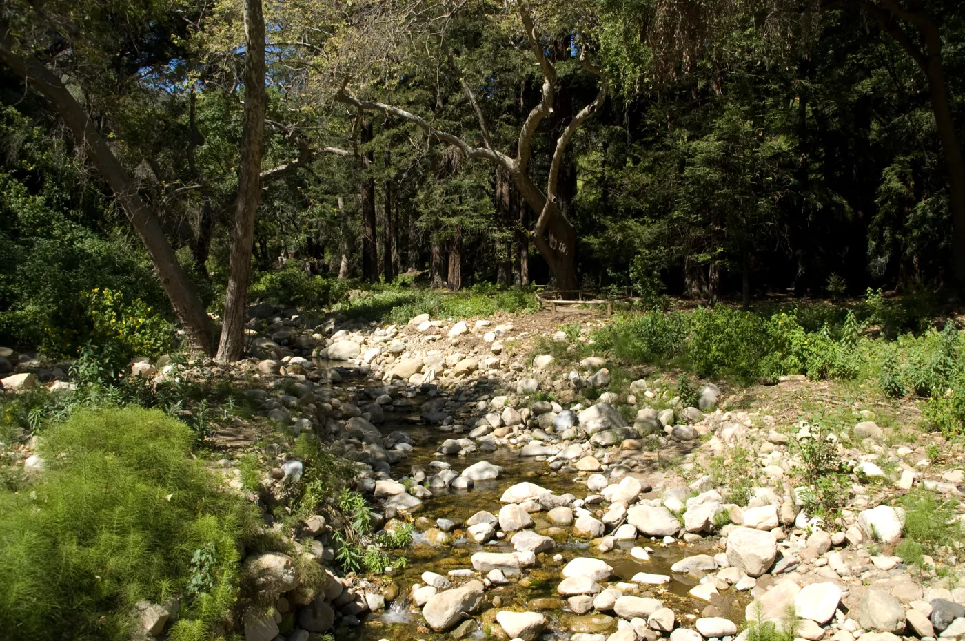 Mission Creek and the Redwood Section above the Mission Dam, SBBG 2 years after the Jesusita Fire