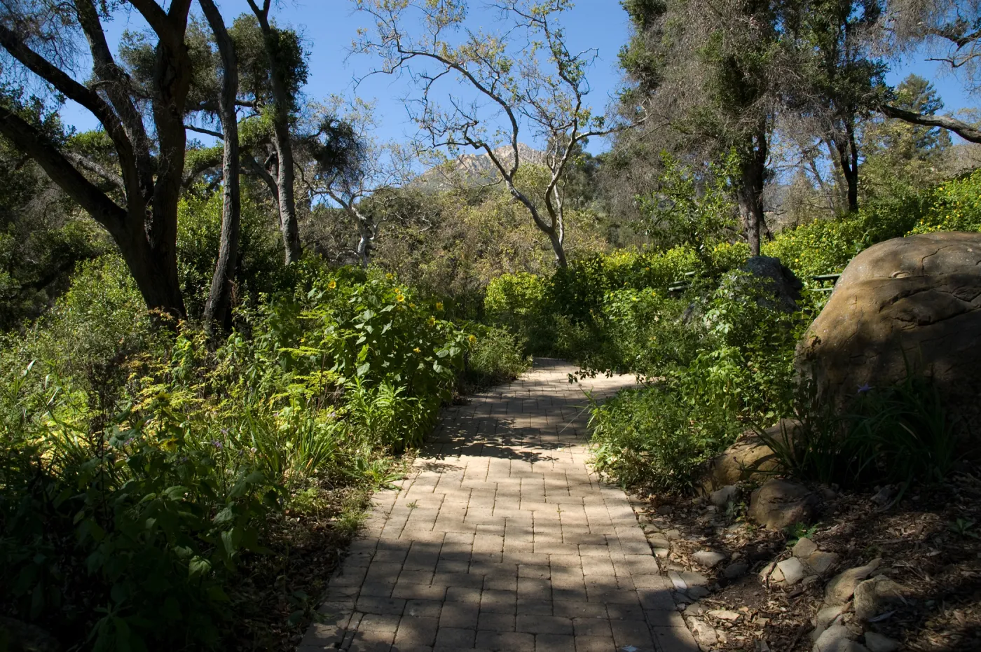 Picnic Area on the Campbell Trail, SBBG 2 years after the Jesusita Fire