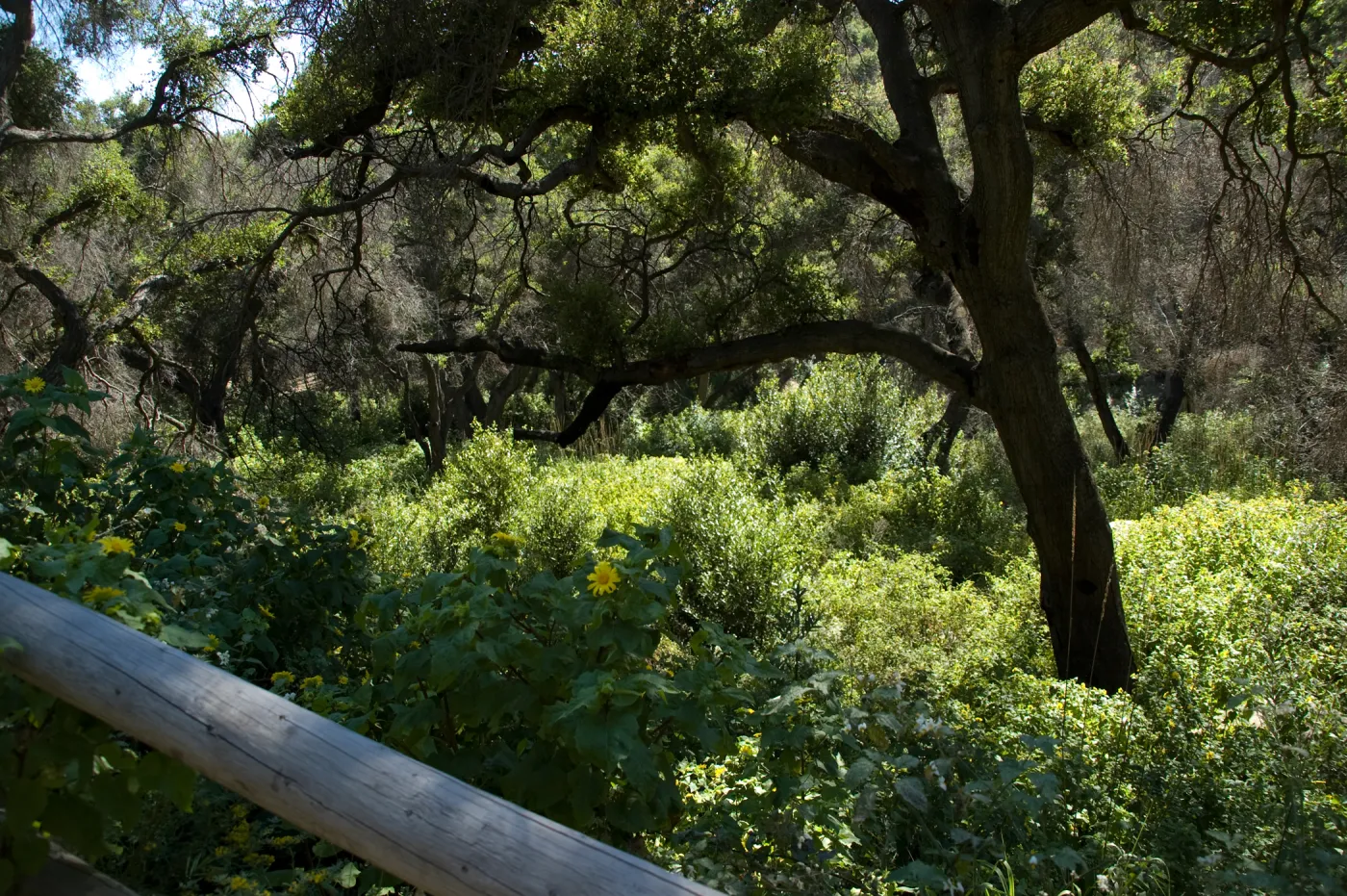 view into the Canyon from the Campbell Trail, SBBG 2 years after the Jesusita Fire
