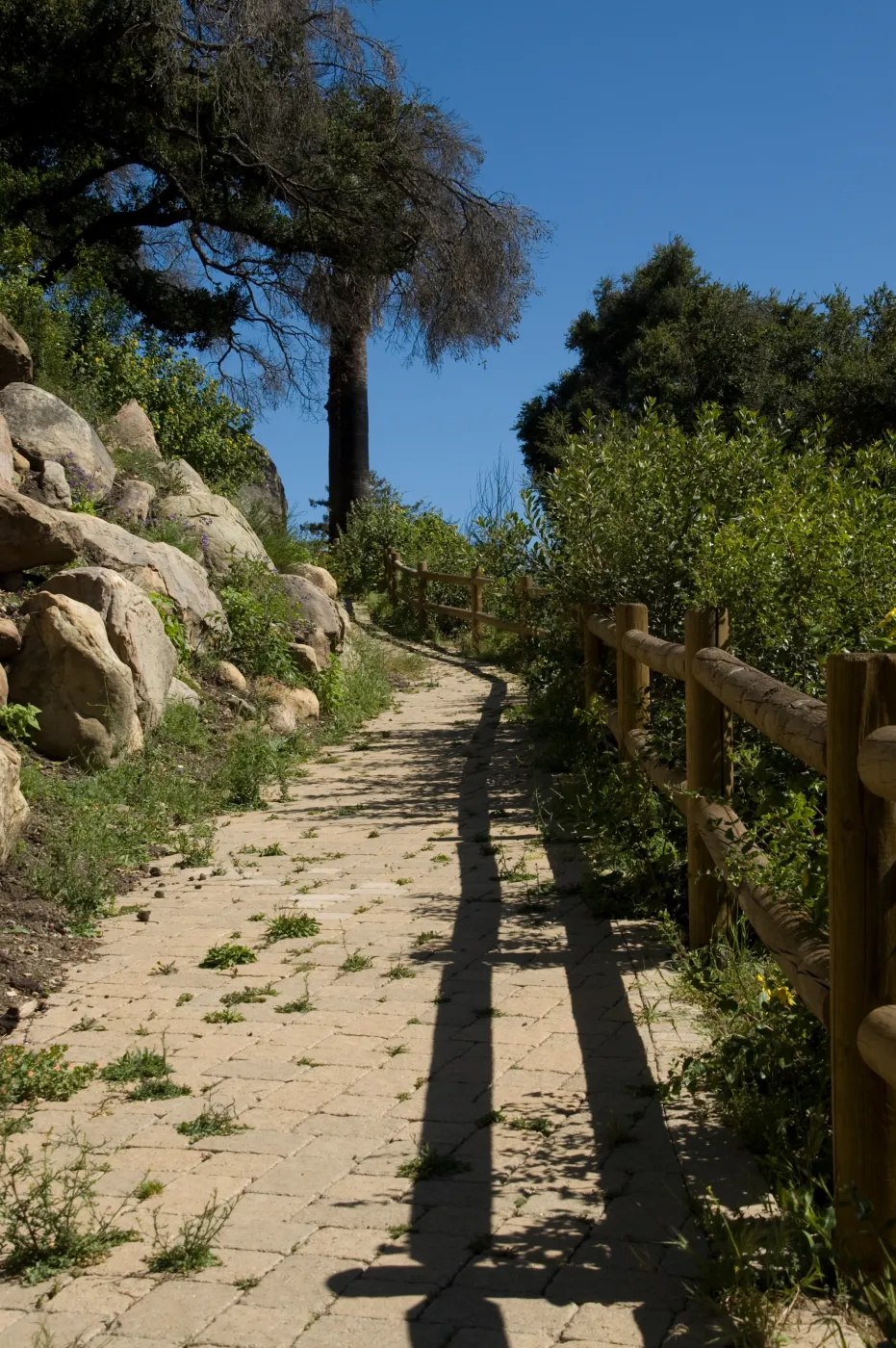 Campbell Trail, SBBG 2 years after the Jesusita Fire
