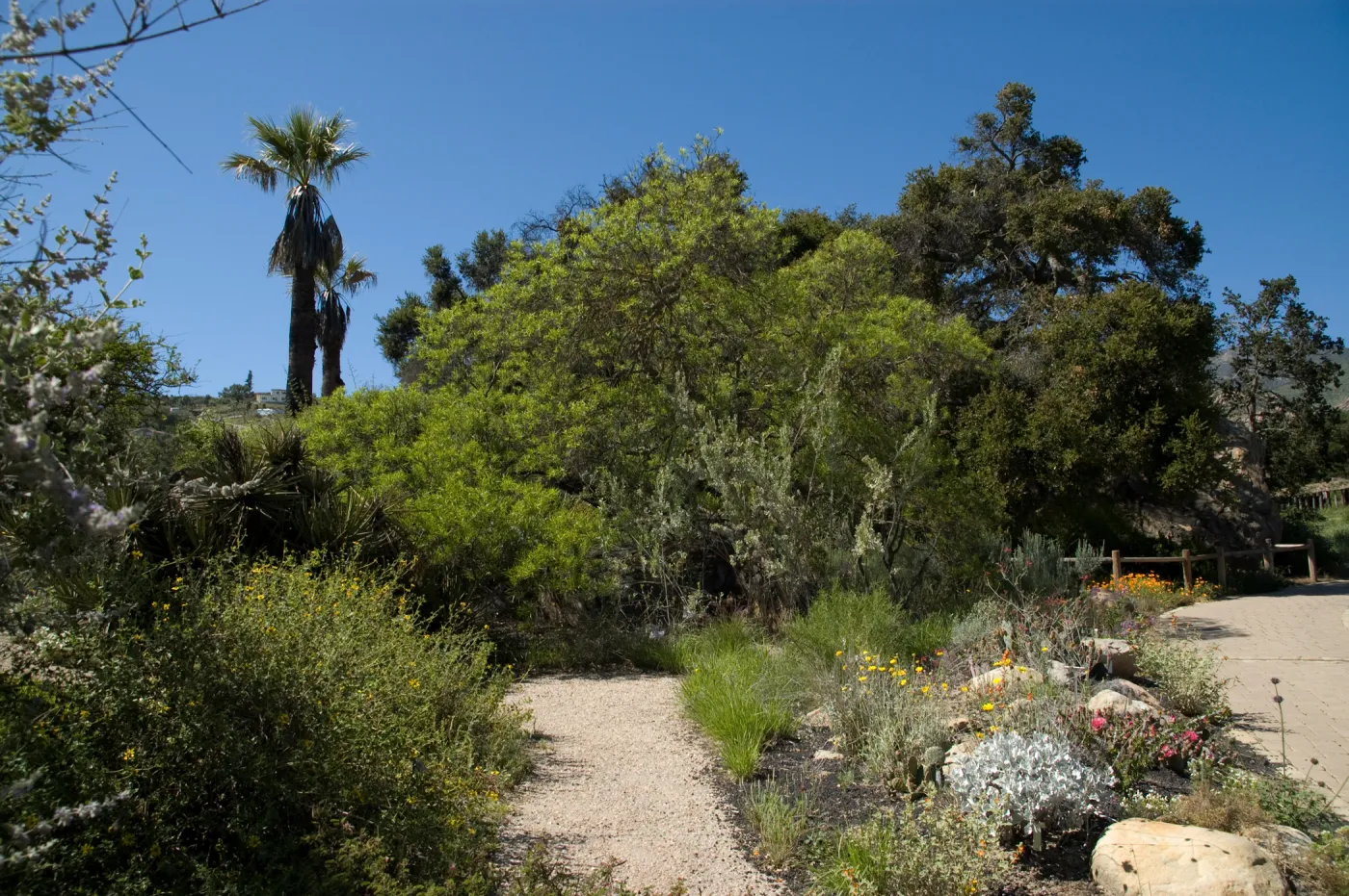 Desert Section and Blaksley Boulder, SBBG 2 years after the Jesusita Fire