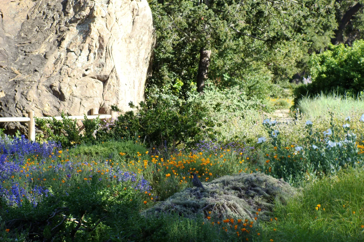 California quail perched on top of Artemisia Canyon Gray, wildlfowers, Ground Cover Display garden in the lower Meadow, SBBG 2 years after the Jesusita Fire, Blaksley Boulder
