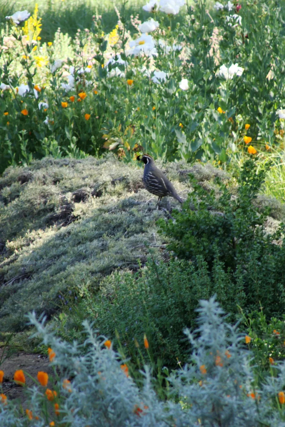 California quail perched on top of Artemisia Canyon Gray, Ground Cover Display garden in the lower Meadow, SBBG 2 years after the Jesusita Fire