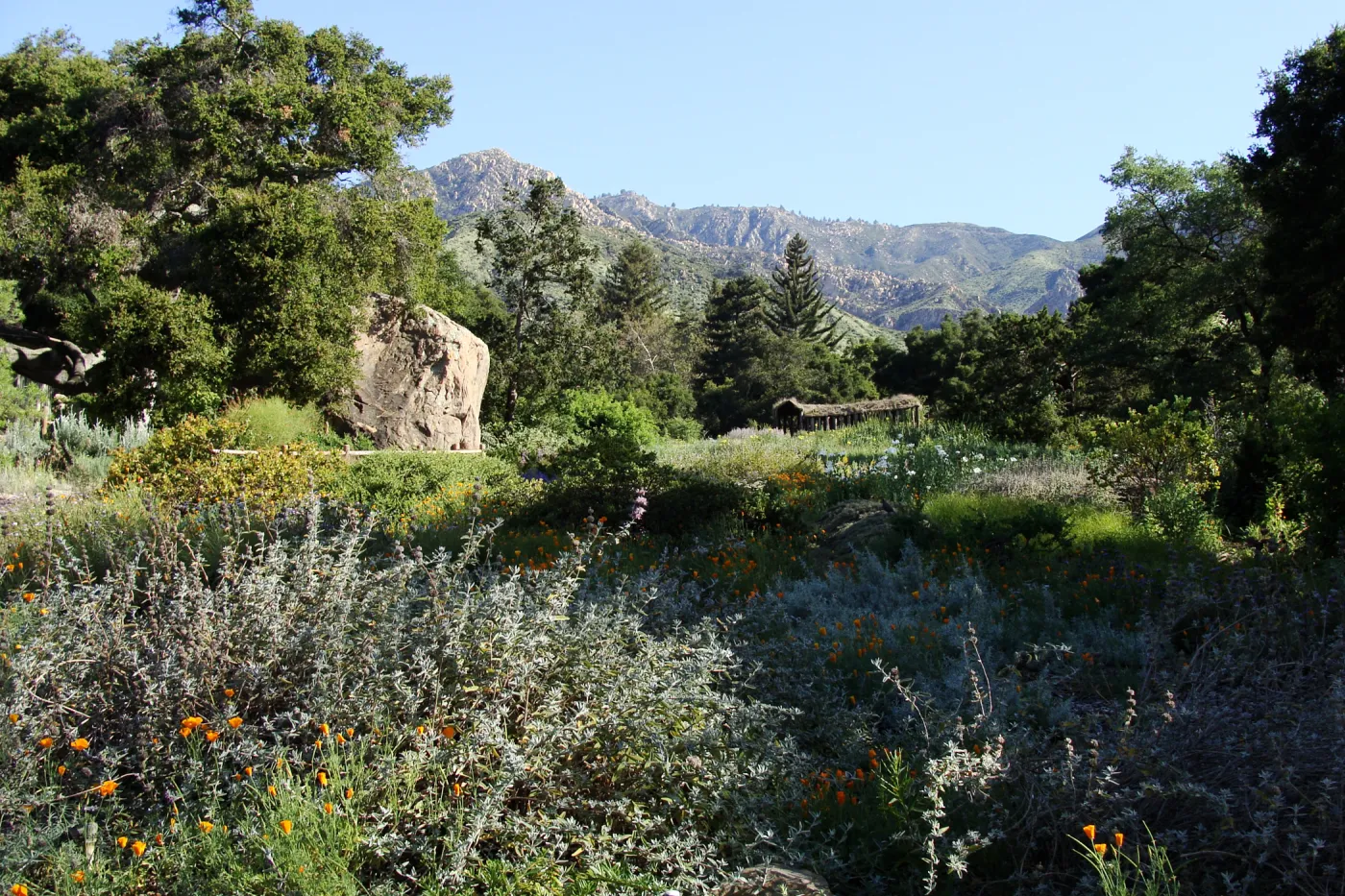 Meadow view from the ground cover display in the lower Meadow, Blaksley Boulder, wildflowers, SBBG 2 years after the Jesusita Fire, Herb Parker exhibit