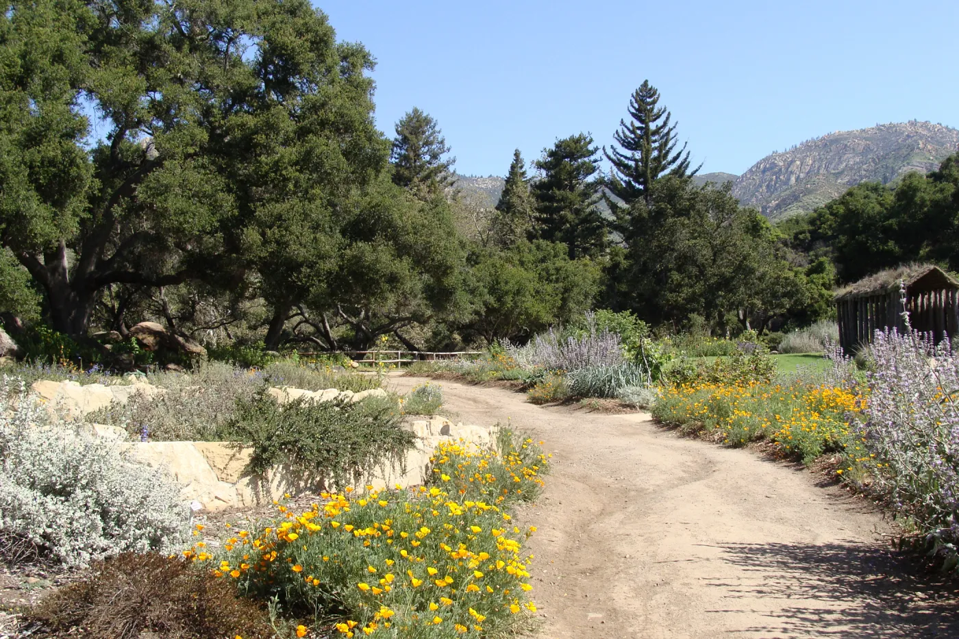 top western corner of the Meadow, Meadow Terrace, SBBG 2 years after the Jesusita Fire