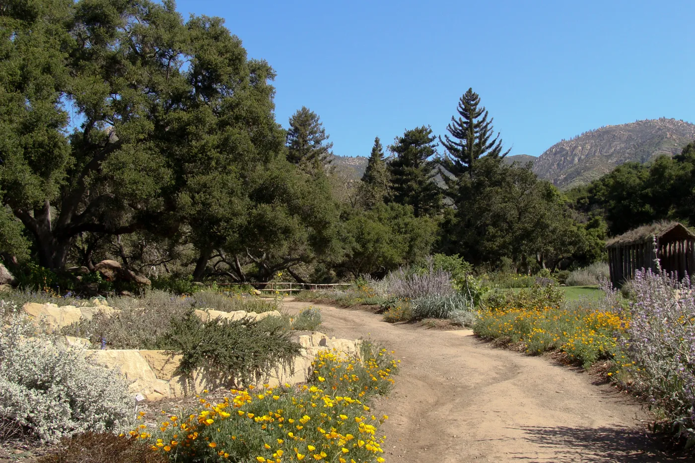 top western corner of the Meadow, Meadow Terrace, SBBG 2 years after the Jesusita Fire