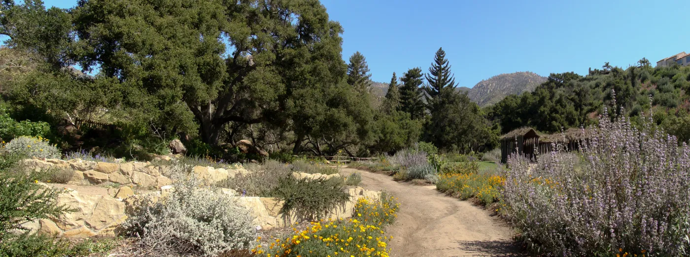 Meadow and Meadow Terrace panorama, SBBG 2 years after the Jesusita Fire, Herb Parker exhibit