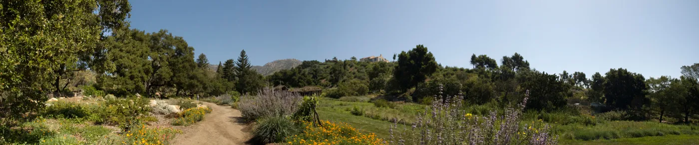 Meadow and Meadow Terrace panorama, SBBG 2 years after the Jesusita Fire, Herb Parker exhibit