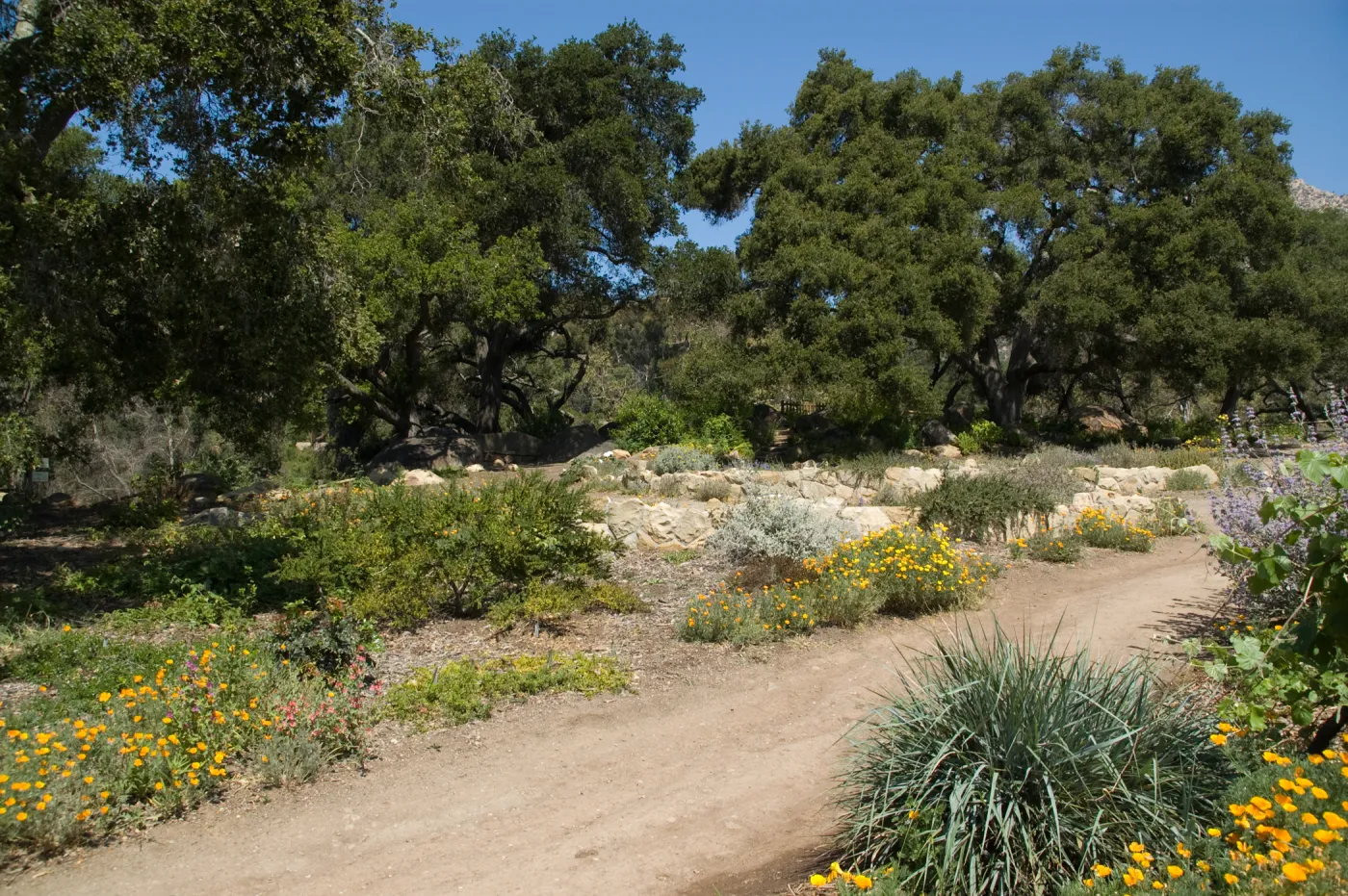 views of the Meadow Terrace, under the Meadow Oaks, SBBG 2 years after the Jesusita Fire