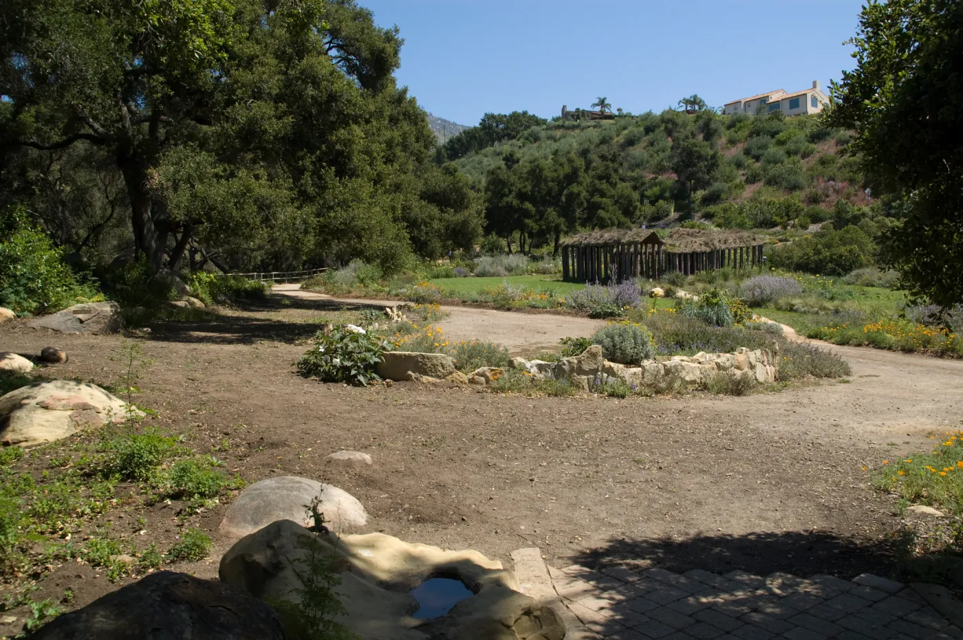 views of the Meadow Terrace, under the Meadow Oaks, SBBG 2 years after the Jesusita Fire, Herb Parker exhibit