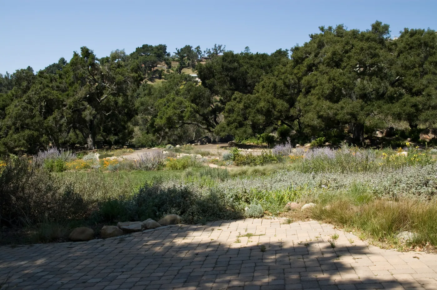 view across the Meadow to the Meadow Terrace, under the Meadow Oaks, SBBG 2 years after the Jesusita Fire