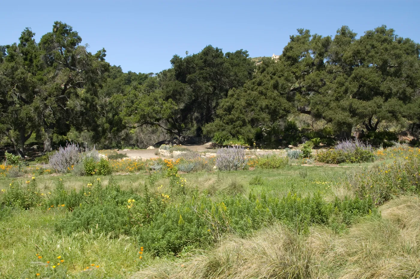 view across the Meadow to the Meadow Terrace, under the Meadow Oaks, SBBG 2 years after the Jesusita Fire