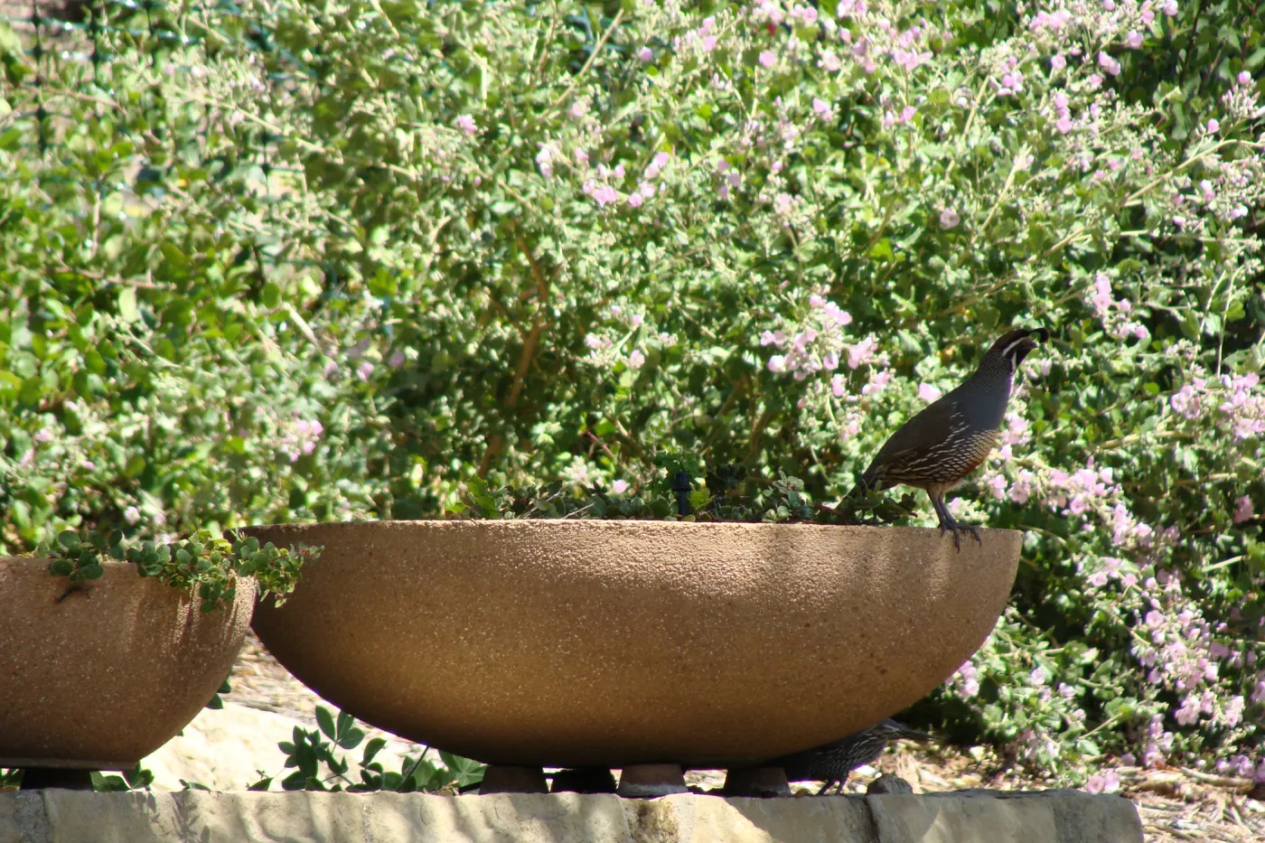 California quail in the Conservation display garden, SBBG 2 years after the Jesusita Fire