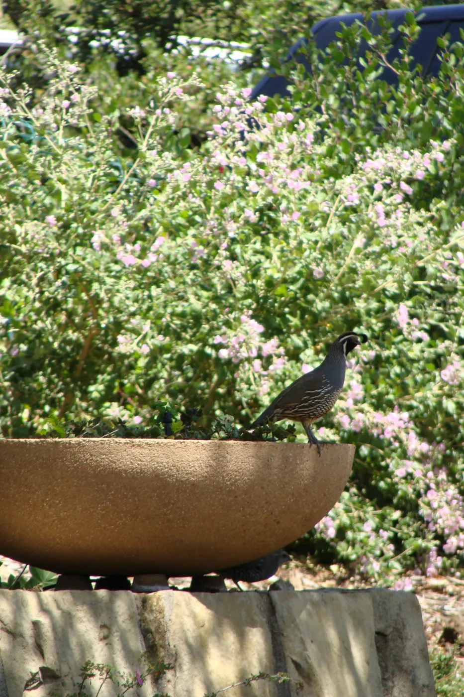 California quail in the Conservation display garden, SBBG 2 years after the Jesusita Fire