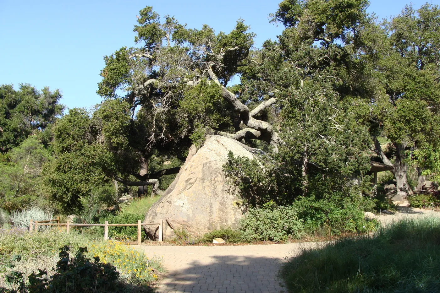 Blaksley Boulder, view from the old entrance steps, SBBG 2 years after the Jesusita Fire
