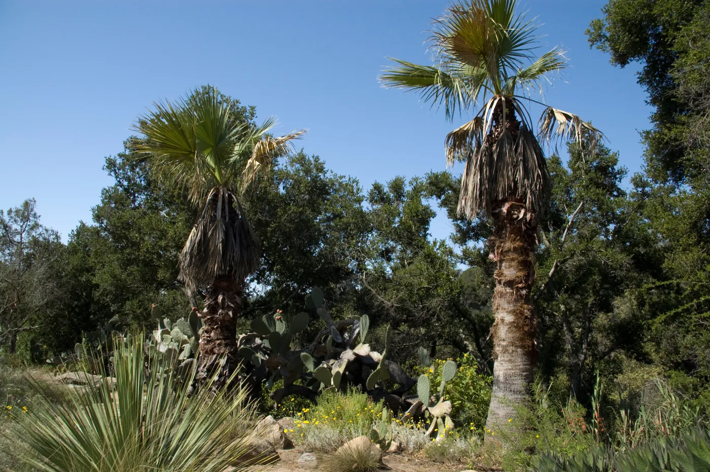 palms in the Desert Section, SBBG 2 years after the Jesusita Fire