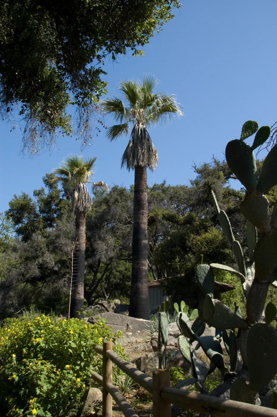 California fan palms in the Desert Section, with Information Kiosk behind, SBBG 2 years after the Jesusita Fire
