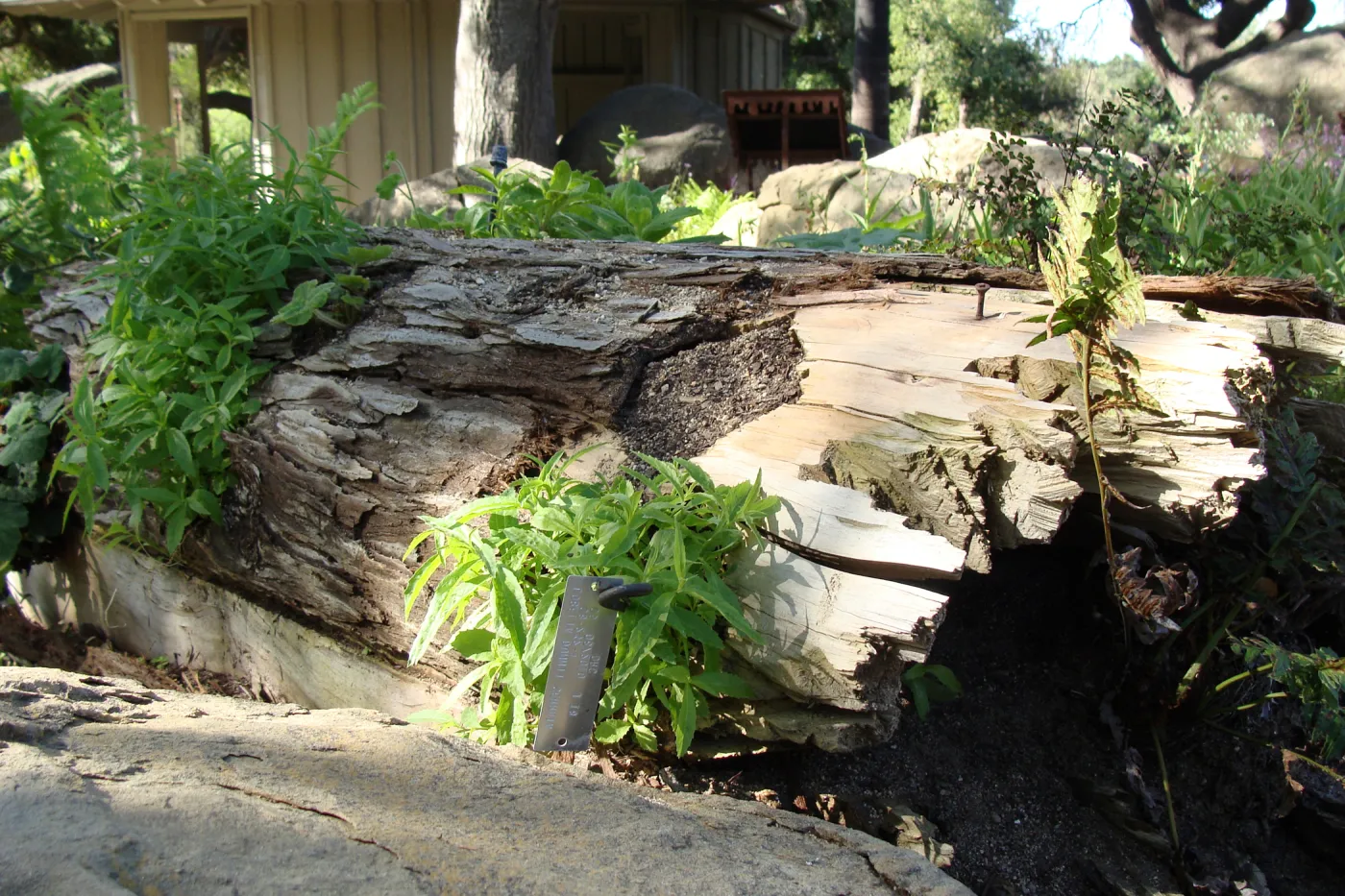 nurse log in the Meadow Pond and Orchid Display, SBBG 2 years after the Jesusita Fire