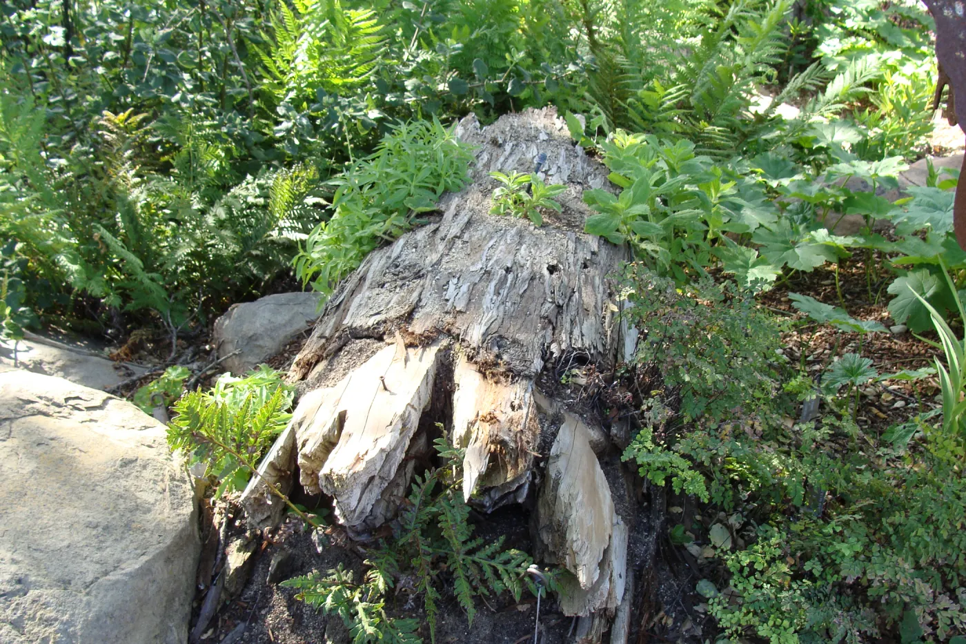 nurse log in the Meadow Pond and Orchid Display, SBBG 2 years after the Jesusita Fire