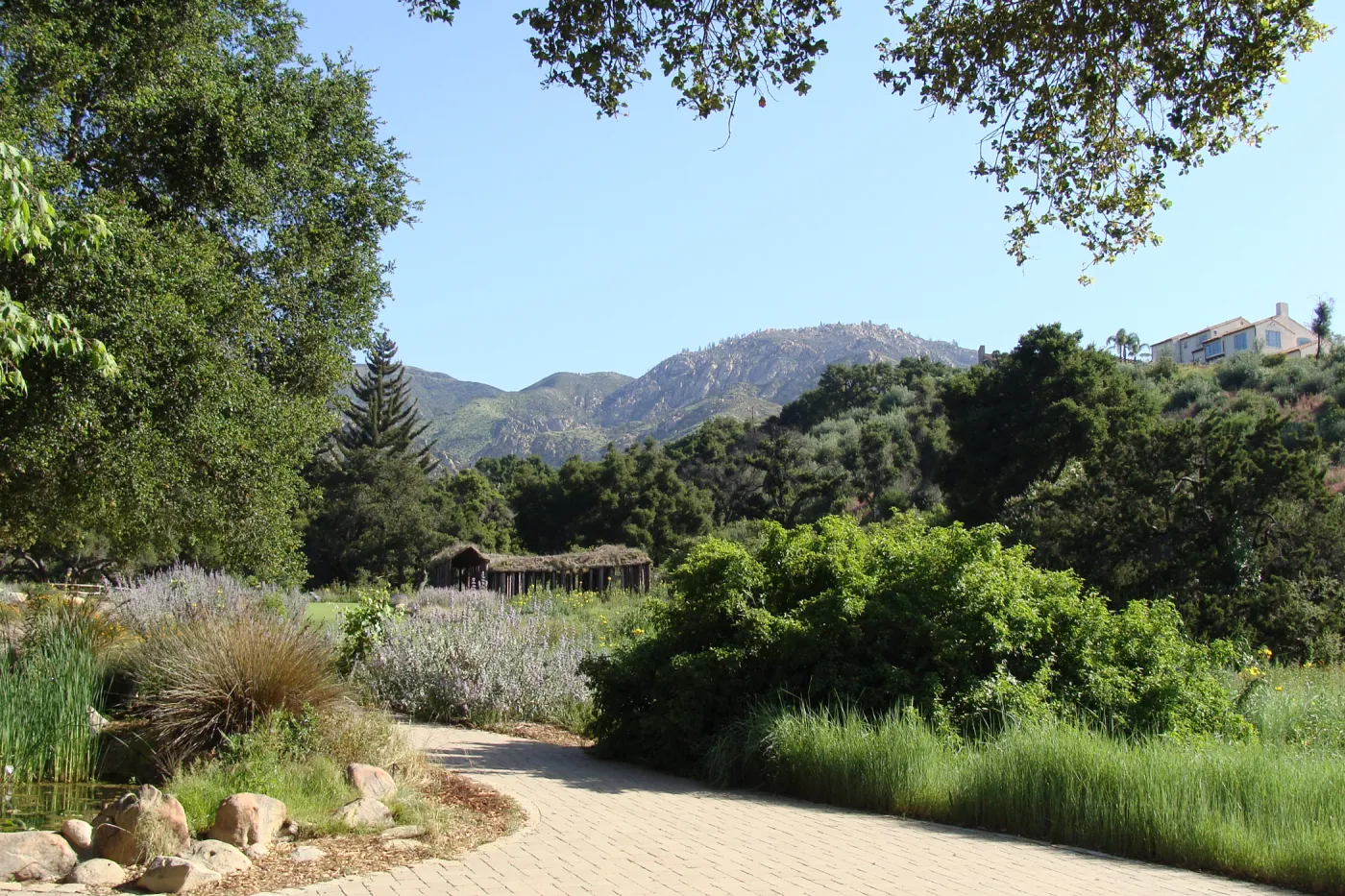 Meadow and mountain view from the Blaksley Boulder, Meadow pond, Herb Parker sculpture, SBBG 2 years after the Jesusita Fire