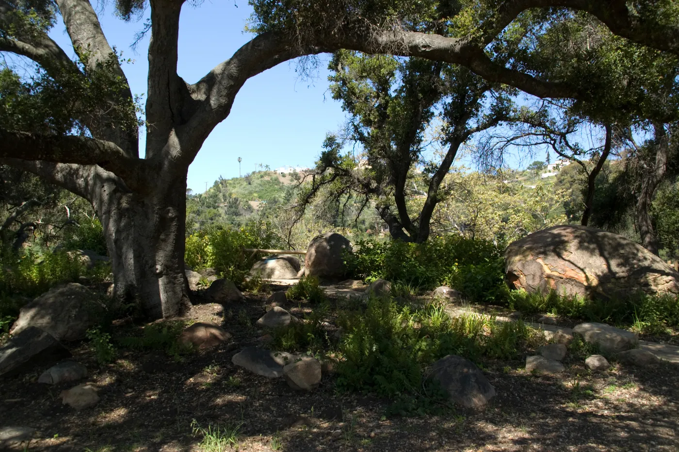 Canyon Overlook, SBBG 2 years after the Jesusita Fire